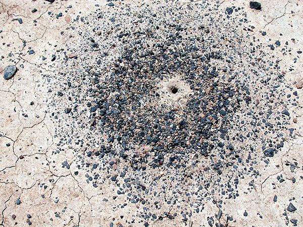 FIGURE 3c FIGURE 3c